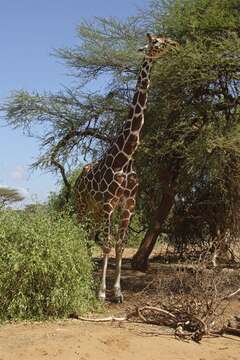 Image of Giraffes