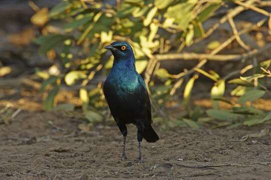 Image of Lamprotornis Temminck 1820