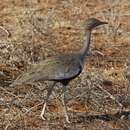 Image of Red-crested Bustard