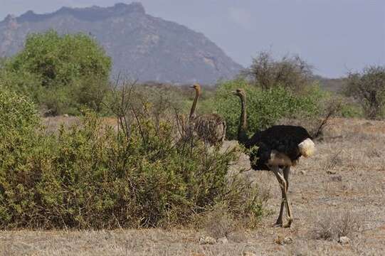 Image of ostriches