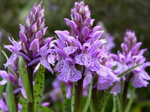 Image de Dactylorhiza maculata subsp. maculata