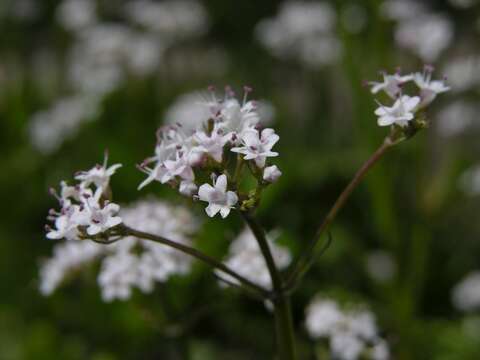 Image of valerian