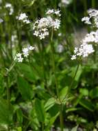 Image of valerian