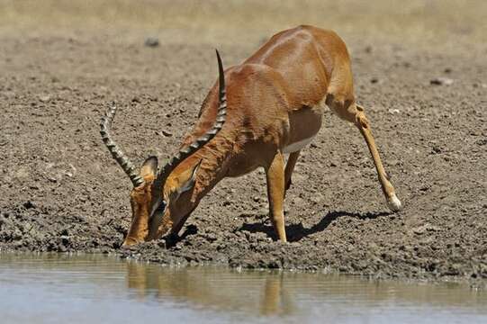 Image de Aepyceros Sundevall 1847