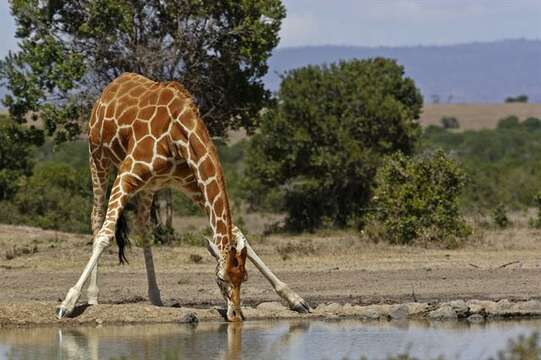 Image of Giraffes