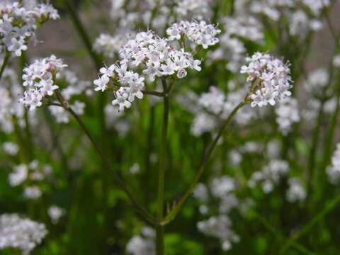 Image of valerian