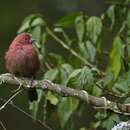 Image of Red-billed Firefinch