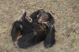 Sivun Simpanssit kuva