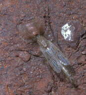 Imagem de Chaoborus punctipennis (Say 1823)
