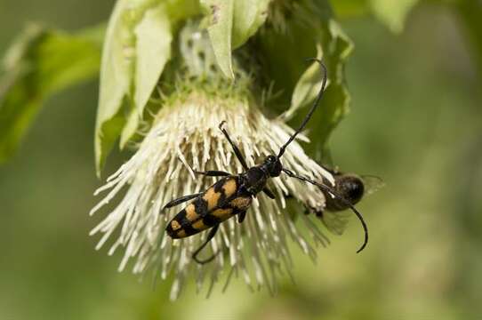 Image of Leptura