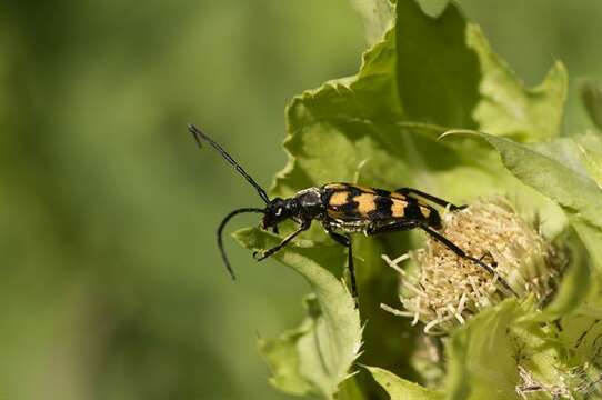 Image of Leptura