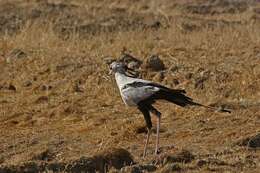 Image of secretary bird