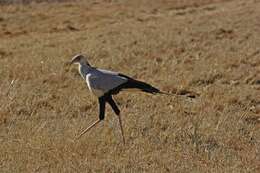 Image of secretary bird