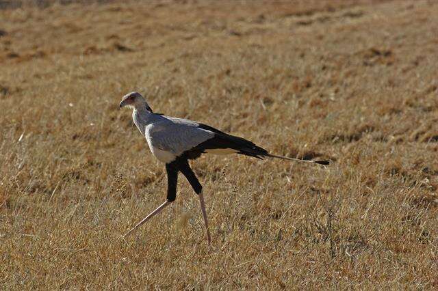 Image of secretary bird