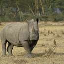 Imagem de Rinoceronte-branco