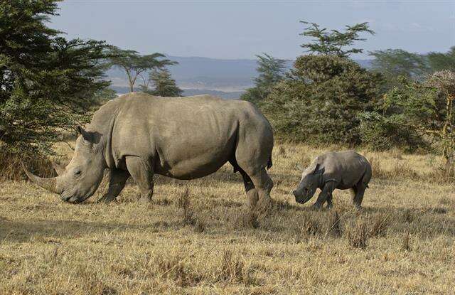 Image of White Rhinoceros