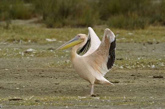 Image of pelicans