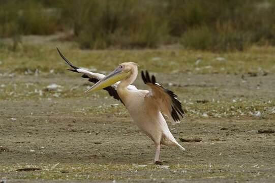 Image of pelicans