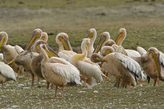 Image of pelicans