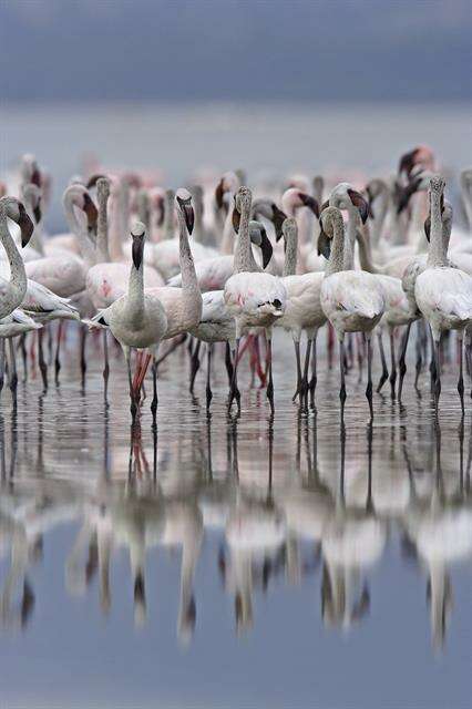 Imagem de <i>Phoenicopterus minor</i>