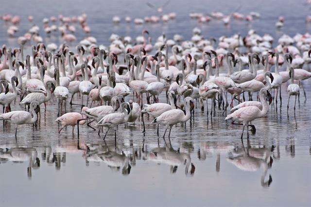 Imagem de <i>Phoenicopterus minor</i>