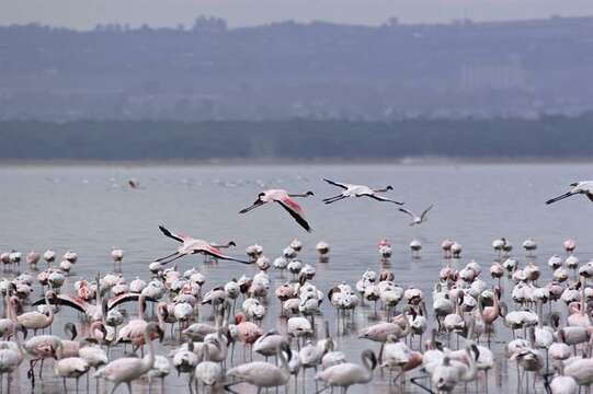 Imagem de <i>Phoenicopterus minor</i>