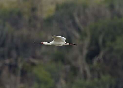 Image of Platalea Linnaeus 1758