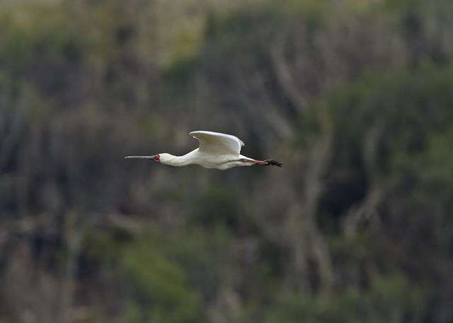 Imagem de Platalea Linnaeus 1758