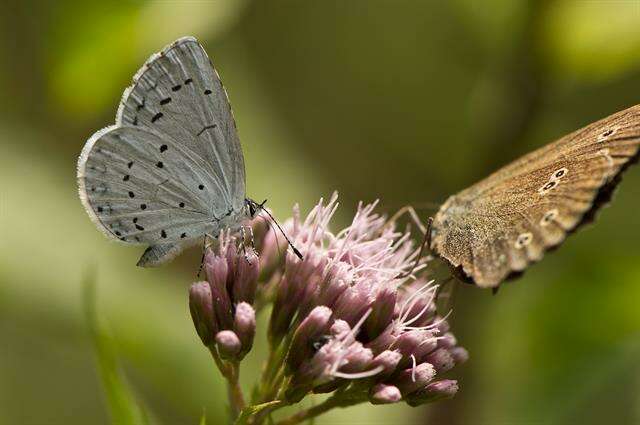 Imagem de Celastrina