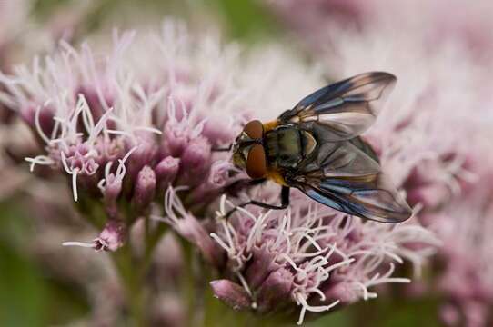 Image de Phasia