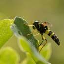 Image of Superb Ant-hill Hoverfly