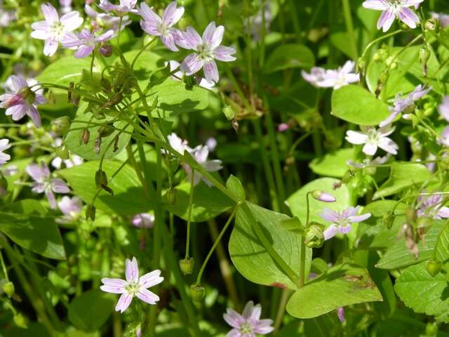 Plancia ëd Claytonia