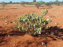 صورة Eremophila jucunda Chinnock