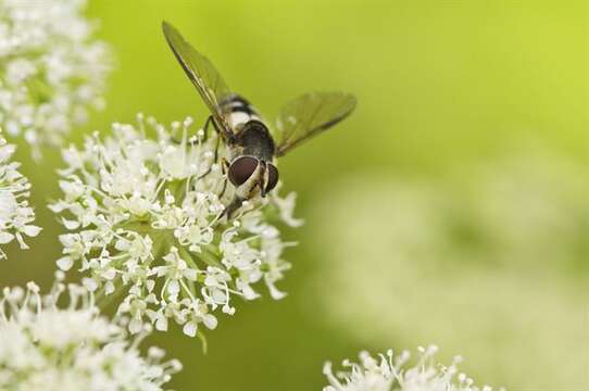 Image of Leucozona