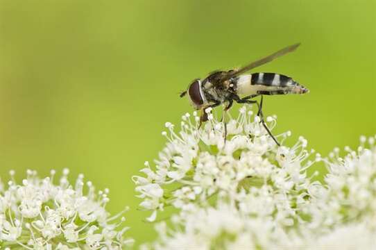 Image of Leucozona