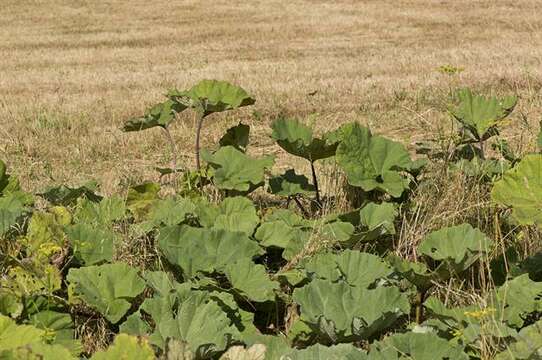 Image of butterbur