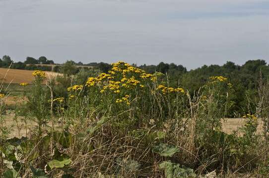 Image of tansy