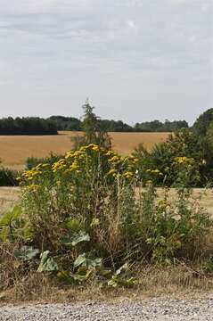 Image of tansy