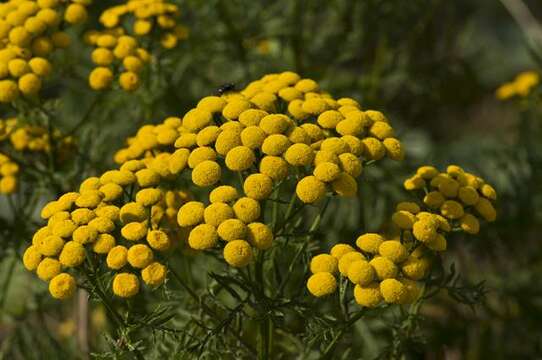 Image of tansy