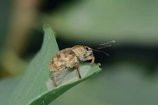 Image of Curculio venosus (Gravenhorst 1807)