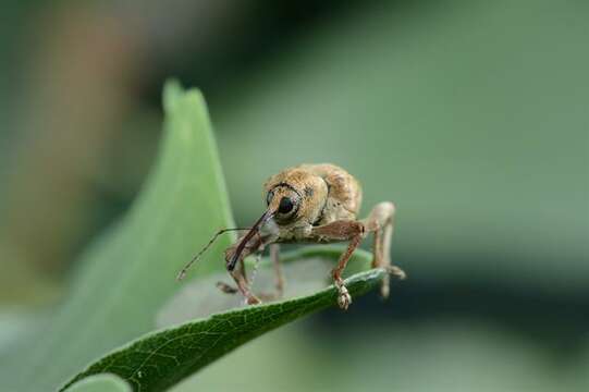 Image of Curculio venosus (Gravenhorst 1807)