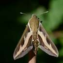 Image of Galium Sphinx