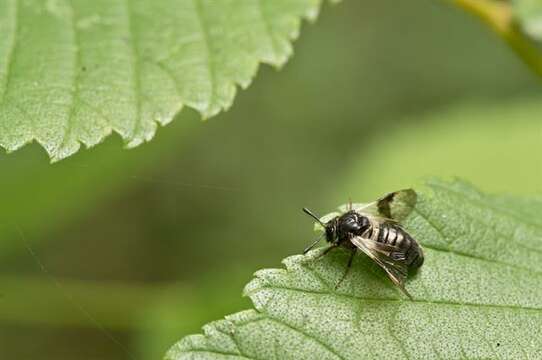 صورة <i>Abia fasciata</i>