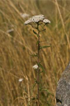 Image of yarrow