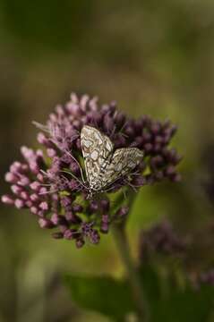 Image of Elophila