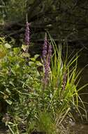 Image of loosestrife