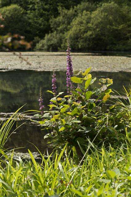 Image of loosestrife