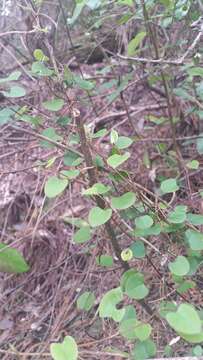 Image of Muehlenbeckia australis (Forst. fil.) Meisn.