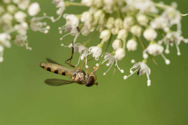 Image of Meliscaeva