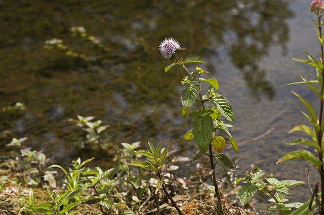 Image of Water Mint